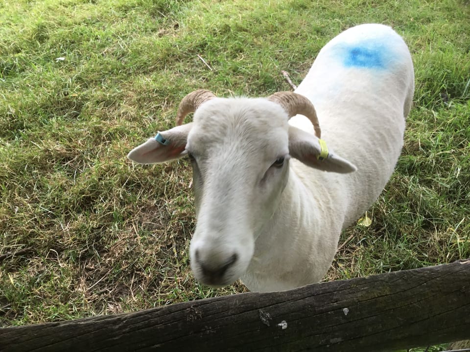 One of our Wiltshire Horn ewes