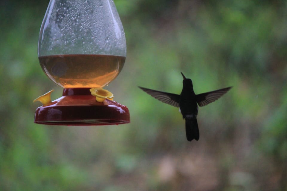 Hummingbird at feeder above hammock on verandah