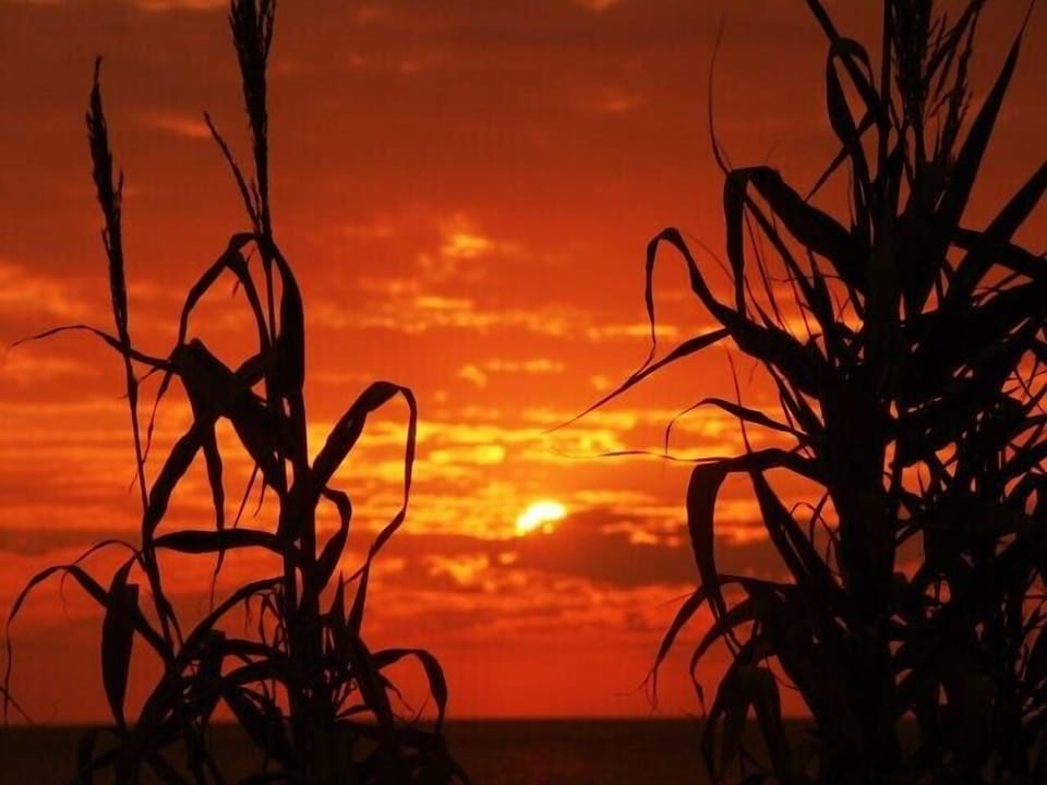 Sunset Kato Samiko