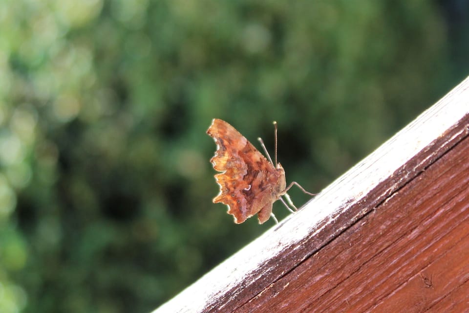 Living in nature at the Bavarian Forest National Park. Award-winning garden House in Bavaria