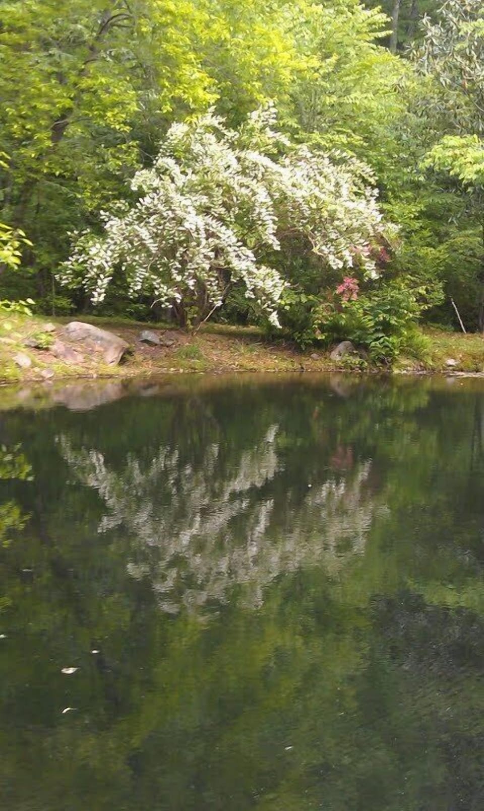 A NATURAL WORK OF ART