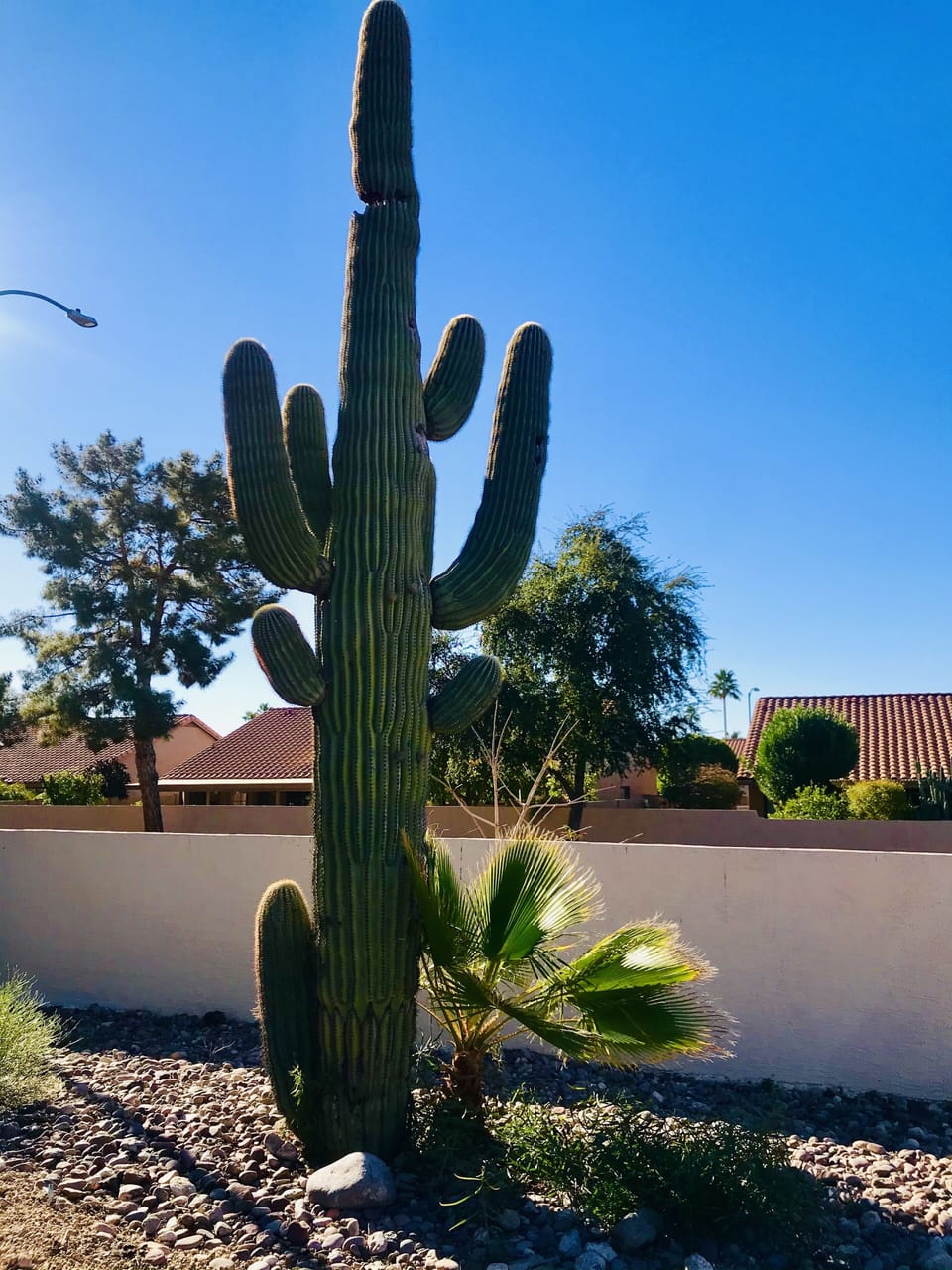 Back yard