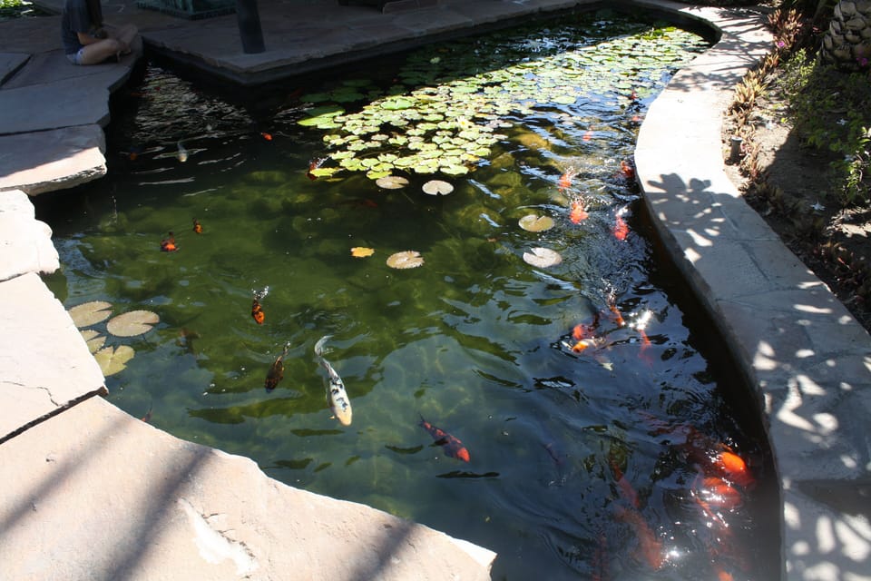 Koi and beauty everywhere