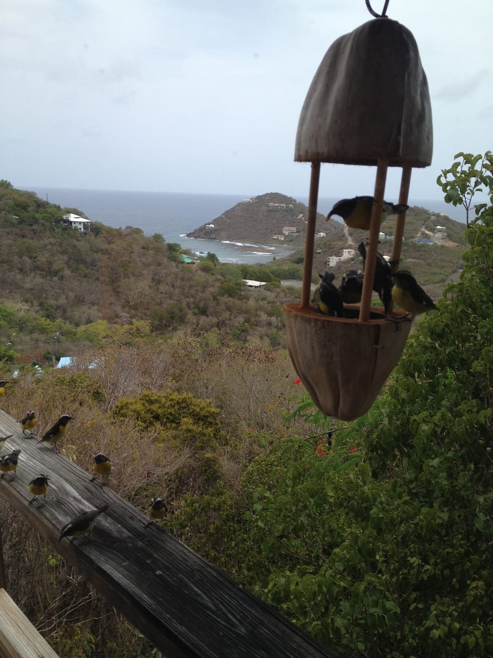 These are bananaquits; they love eating sugar! Lots of nature here.