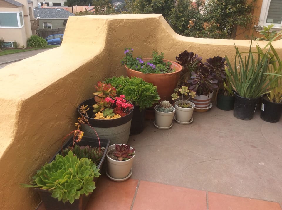Ideal climate for succulents and orchids 
