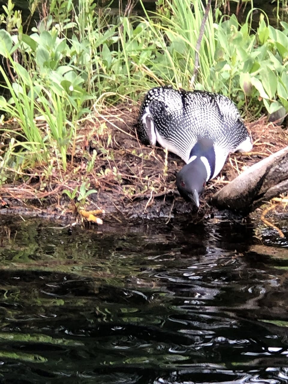 Our mother loon protecting her eggs - 2020!