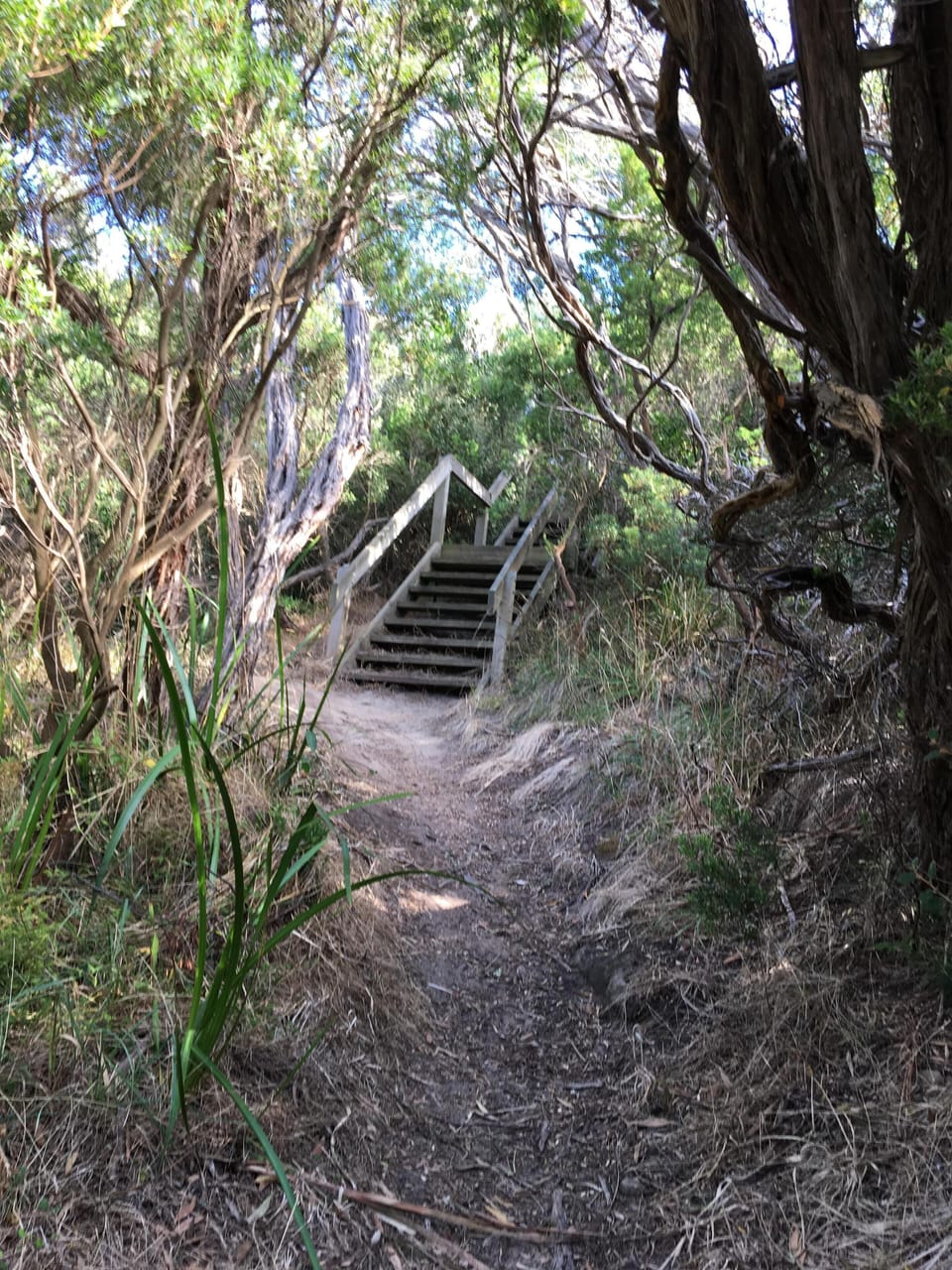 One of many walking tracks off the beach