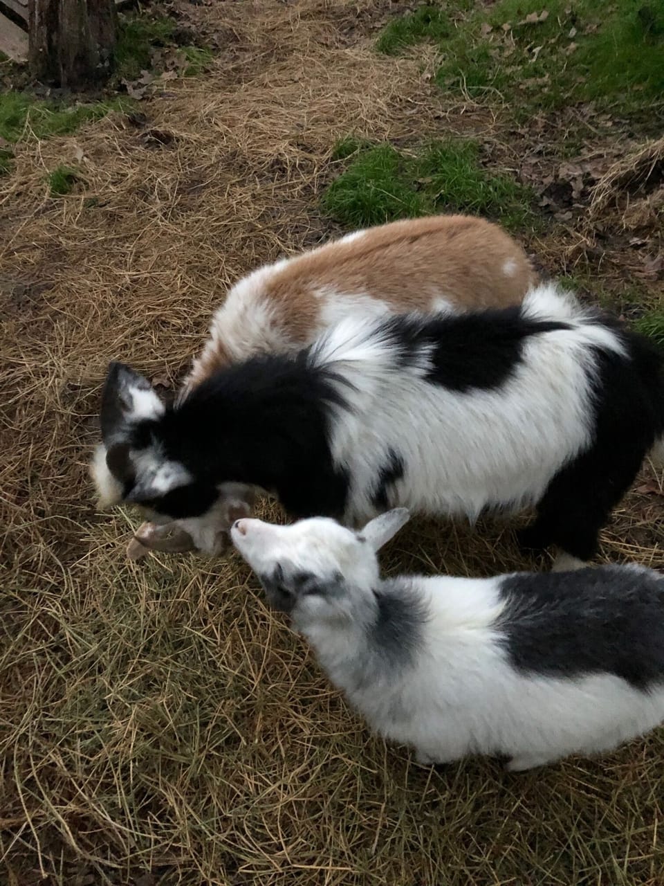 Nigerian dwarf goats can be seen from the kitchen window
