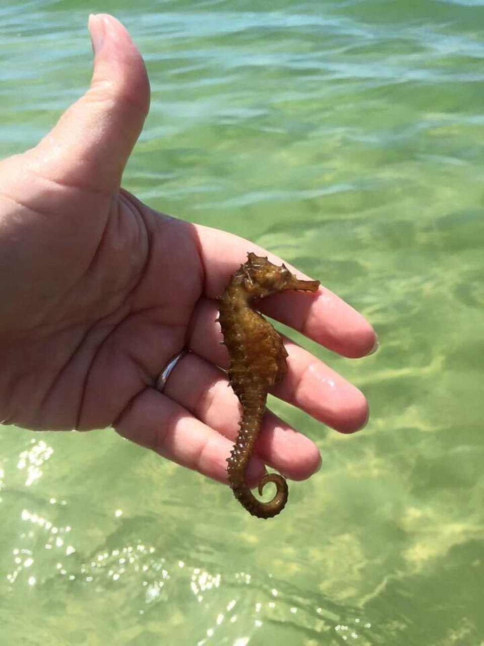 A real seahorse just swimming out in the Gulf by our unit!!