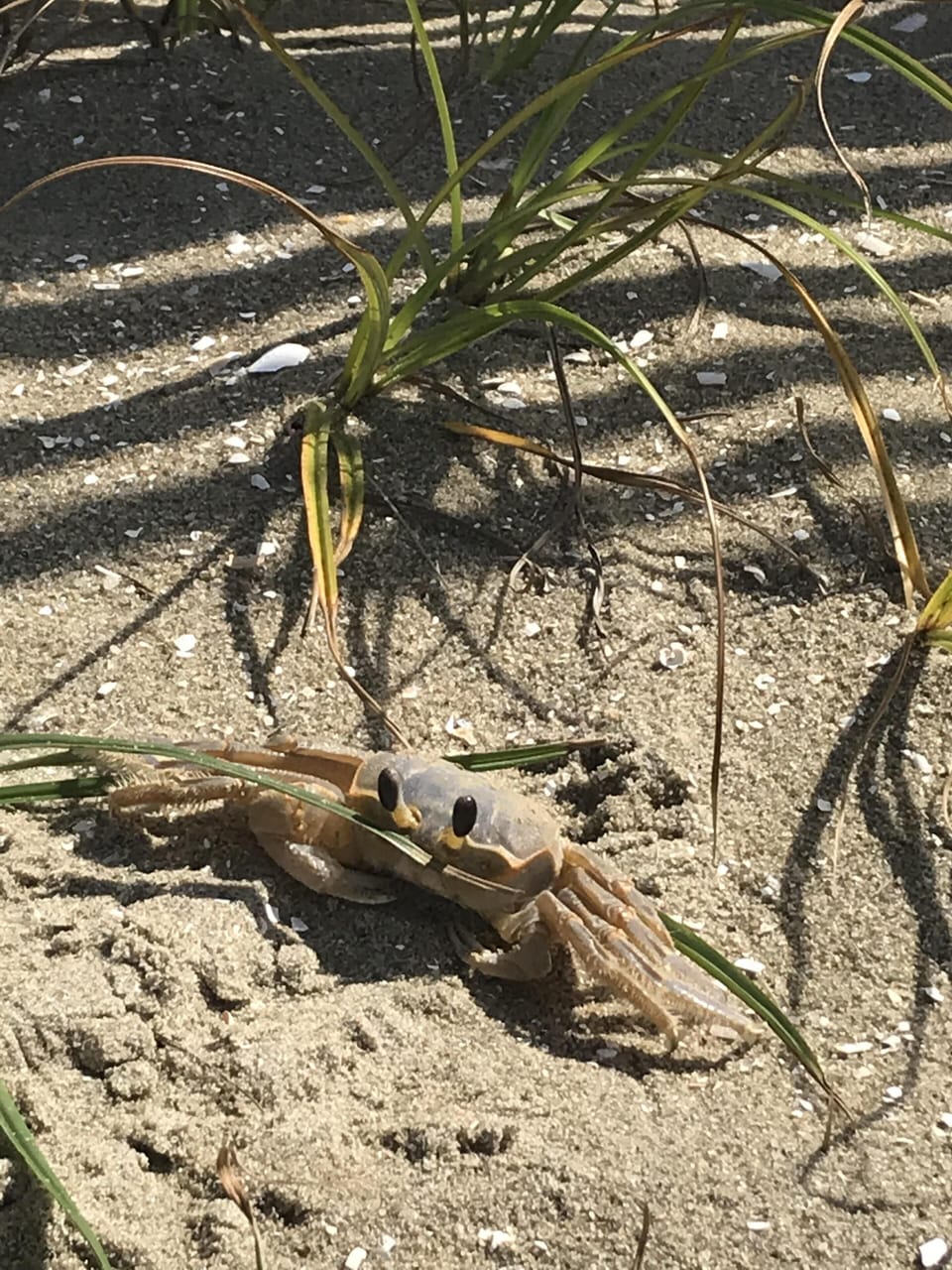 ghost crab on the beach access- fall 2018