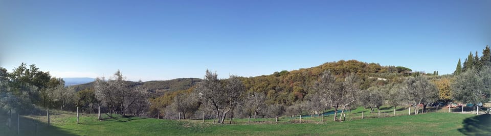 Olive orchard below villa , harvest