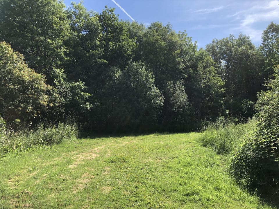 Glade in the woods