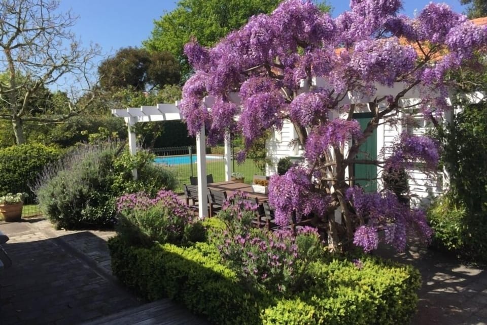 Wisteria in spring