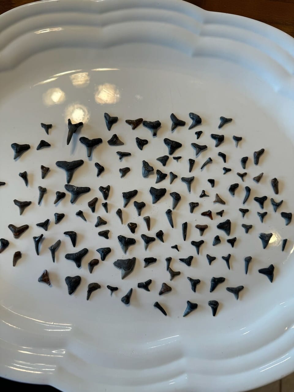 Many shark teeth to find in our beach! 