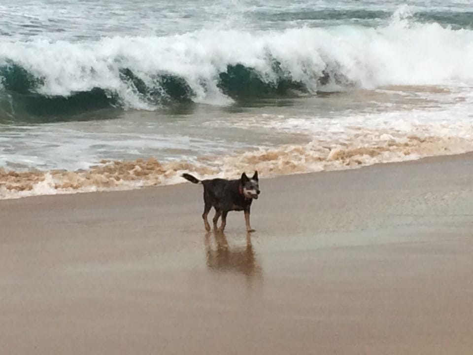 Congo Beach is a dog beach for certain hours.  The house has a fenced back yard