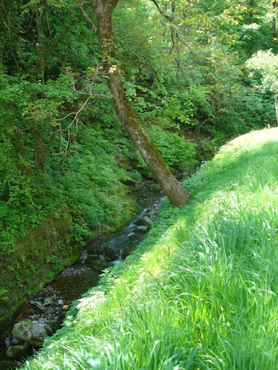 Stream at bottom of garden