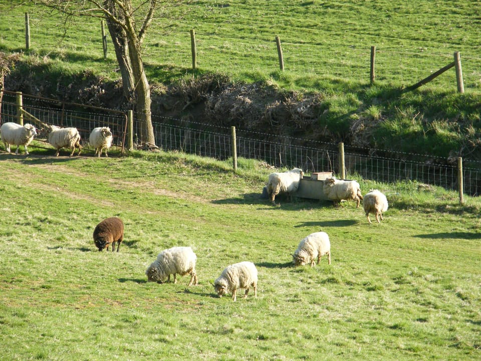 Sheep on farm