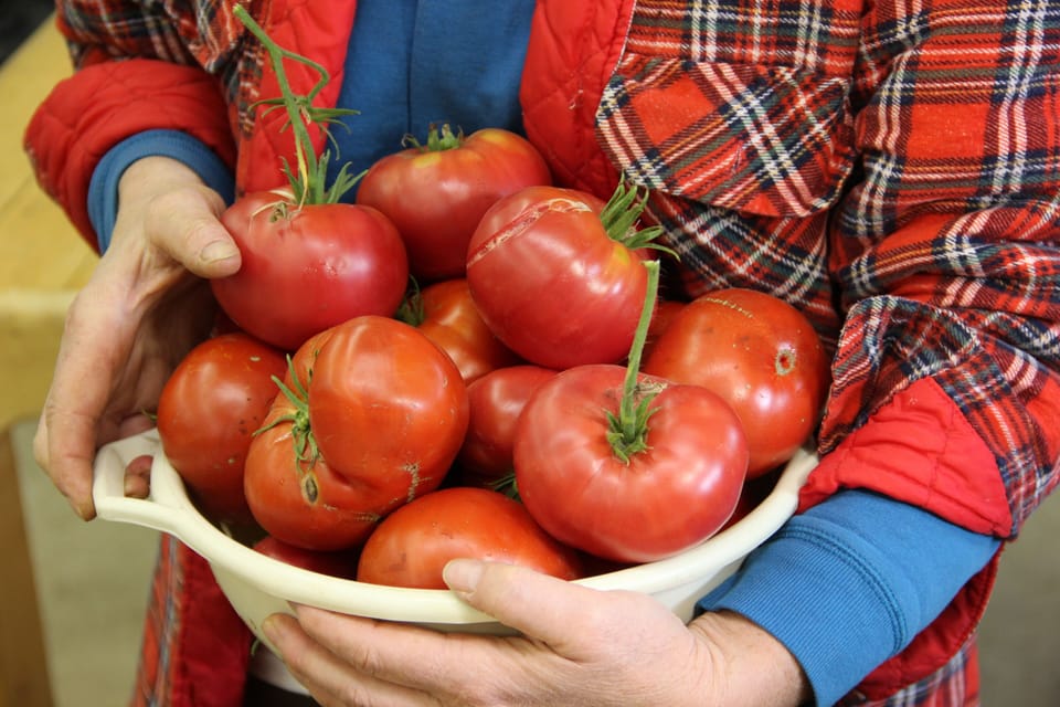 SummerGarden Tomatoes