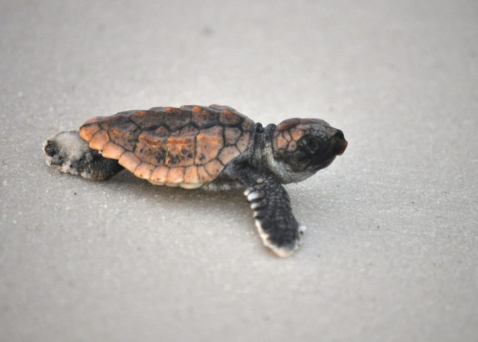 Baby loggerhead sea turtle