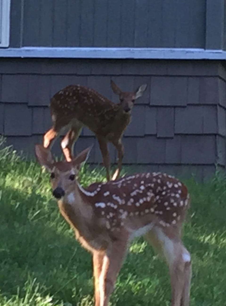 2017 twin fawns from Bedroom 2