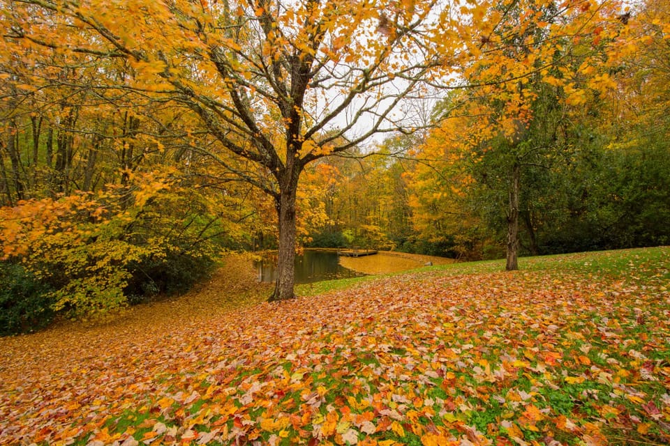 Beautiful fall colors overlooking the pond