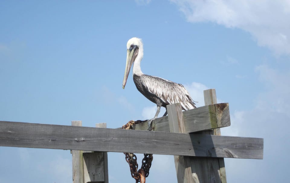 Birds of the Island