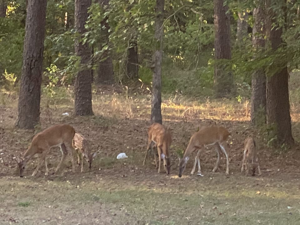 Our family of deer that usually welcomes guest❤️