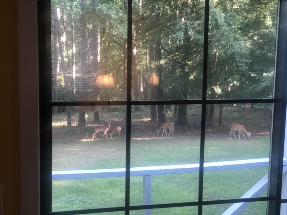 Our deer family making their daily rounds to the back yard of TwinsAcres.