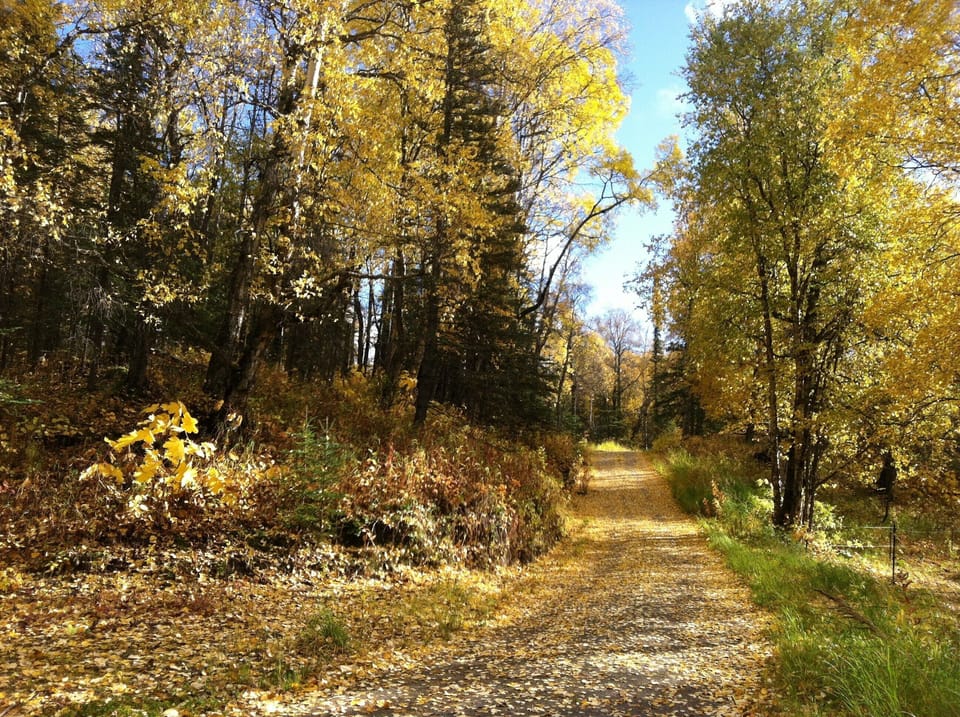 Lower driveway in Autumn