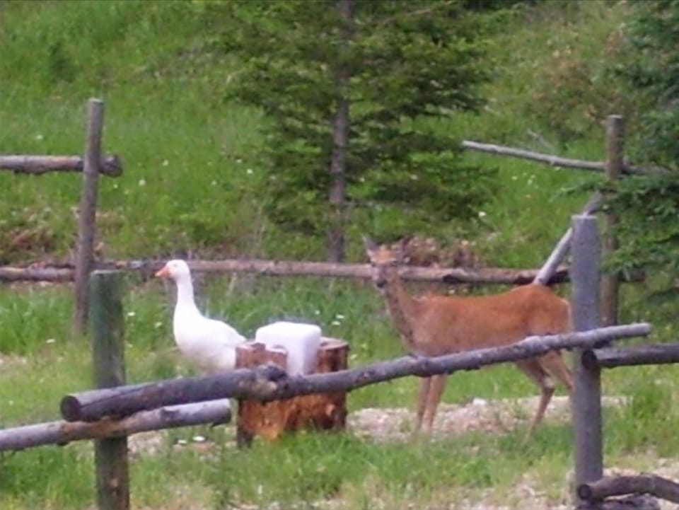 Wildlife in the Cedar House Yard