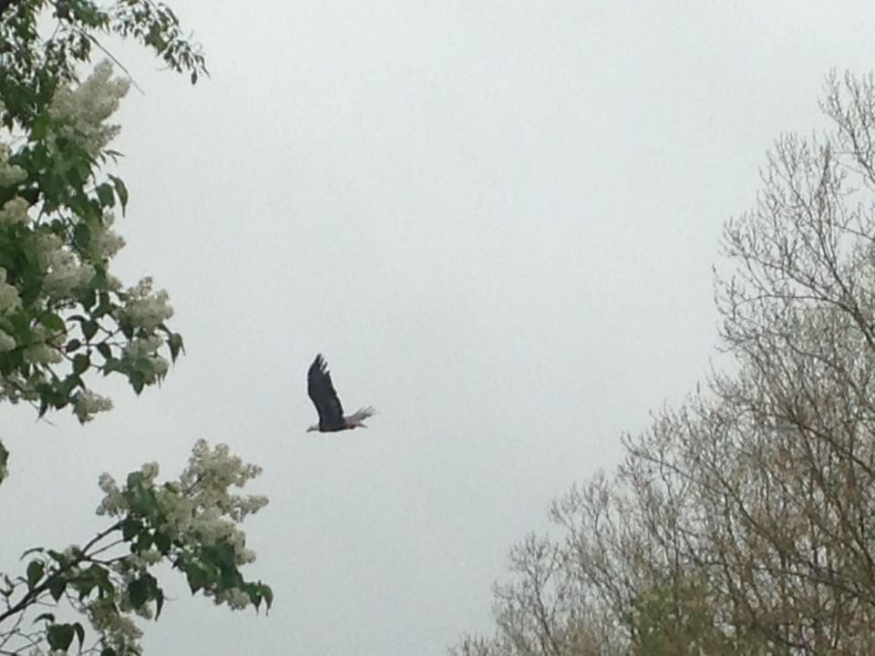 Bald Eagle in flight