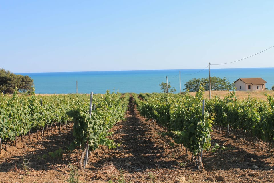the landscape with vineyards