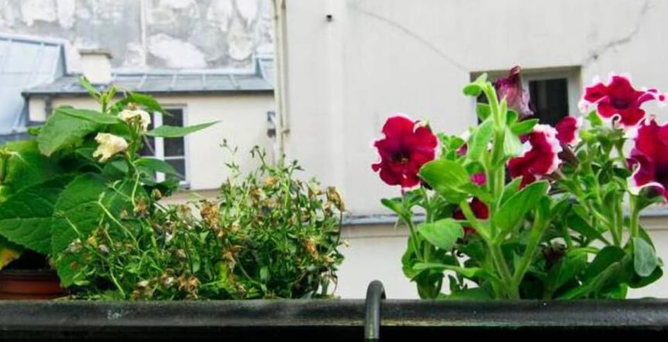 Terrace / Balcony