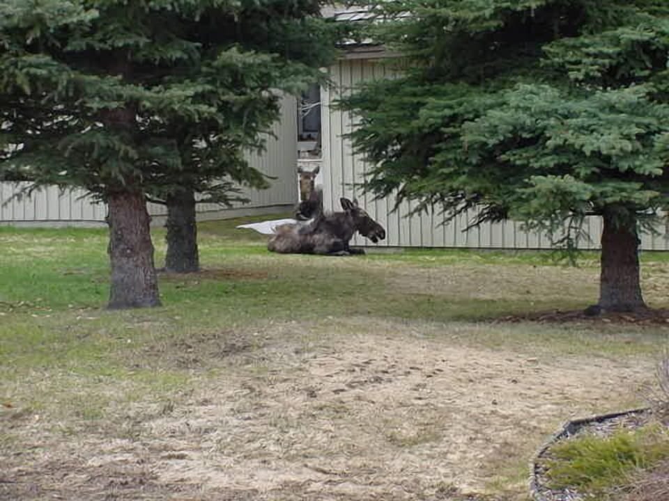 Mother and calf mouse taking a rest by unit