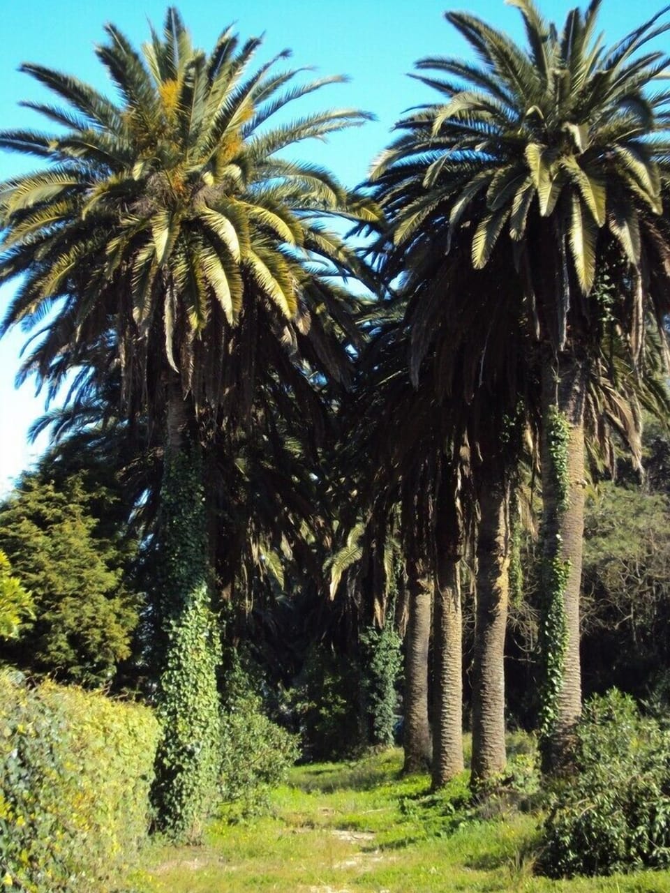 Palm Trees