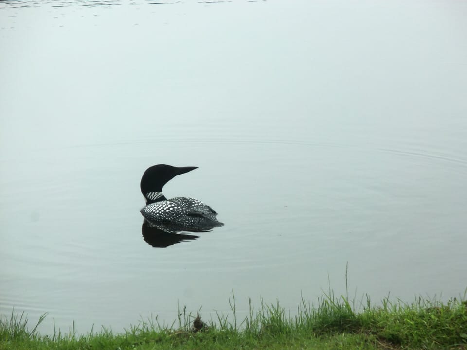 Watch the loons 