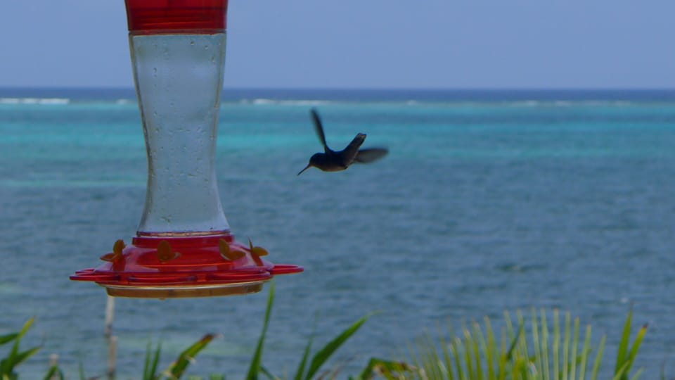 Hummingbird on our terrace feeder