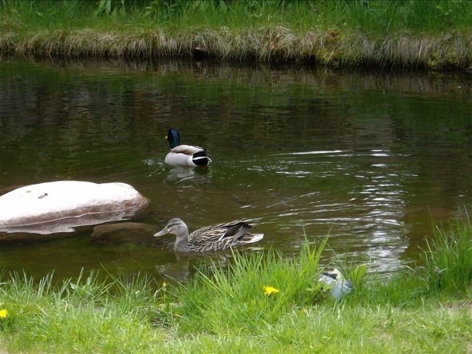 mallard ducks on pond