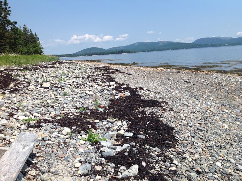 The View from The Shore