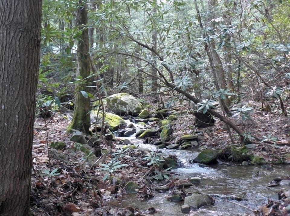 Amazing creekfront property.  View from sleeping/dining porch. imagine the sound
