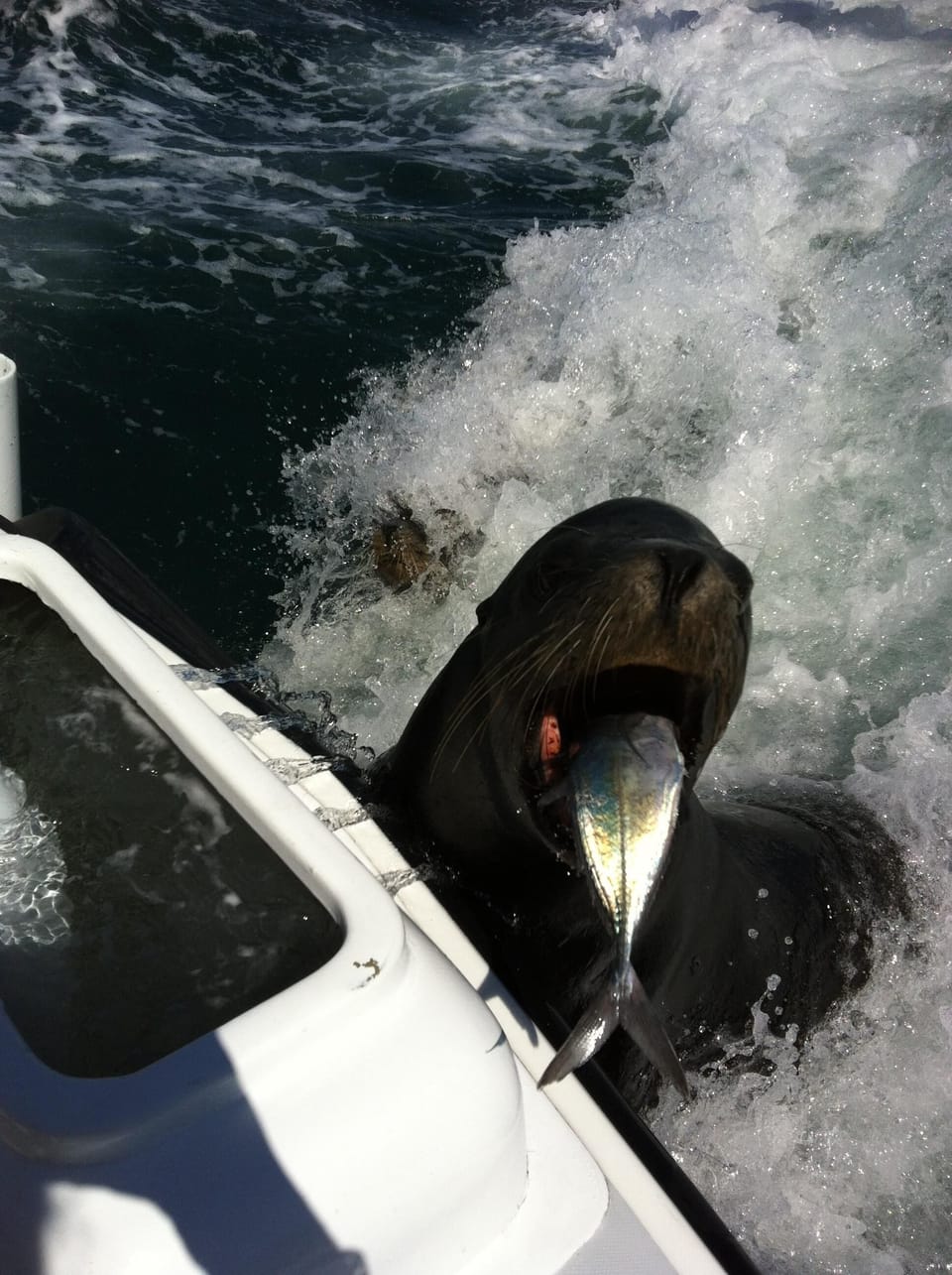They know to follow the fishing boats!