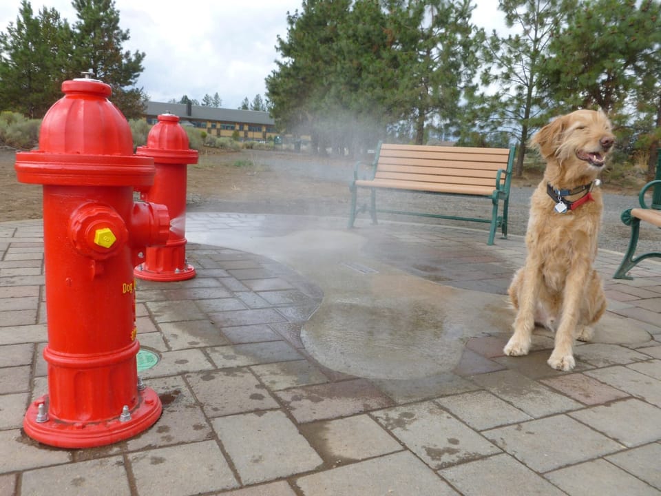 Did we tell you that we love dogs? 