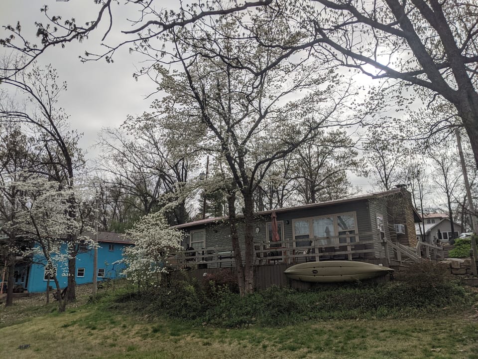 Largest Dogwood tree in the state in full bloom.  April of 2021
