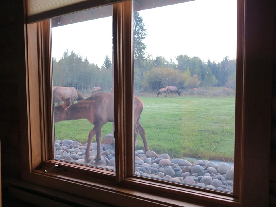 Good morning from the locals!