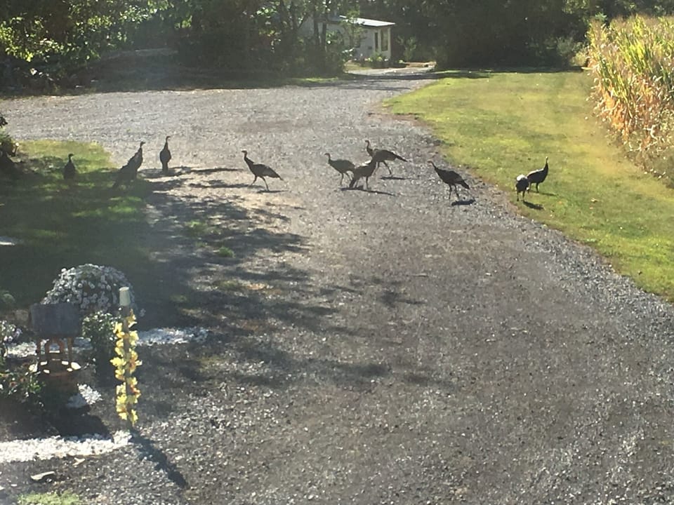 Turkeys