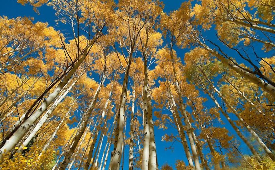 Beautiful, Park City fall colors 