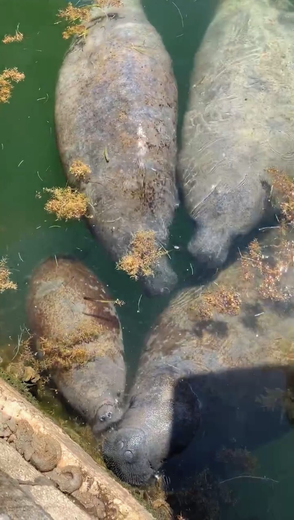 Turtle Cove by name, Manatee Cove by popular vote—our neighbors missed the memo.