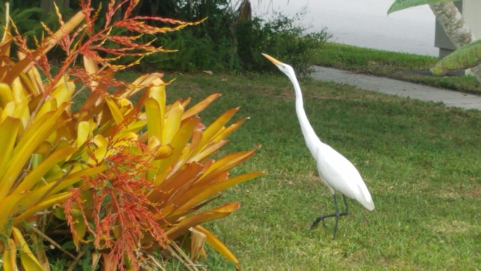 Florida birds in the front yard