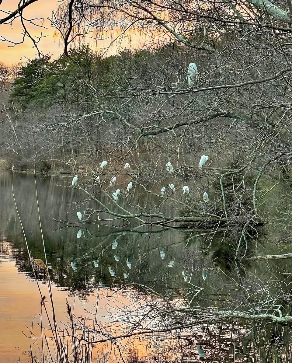 Egrets coming to roost for the night.