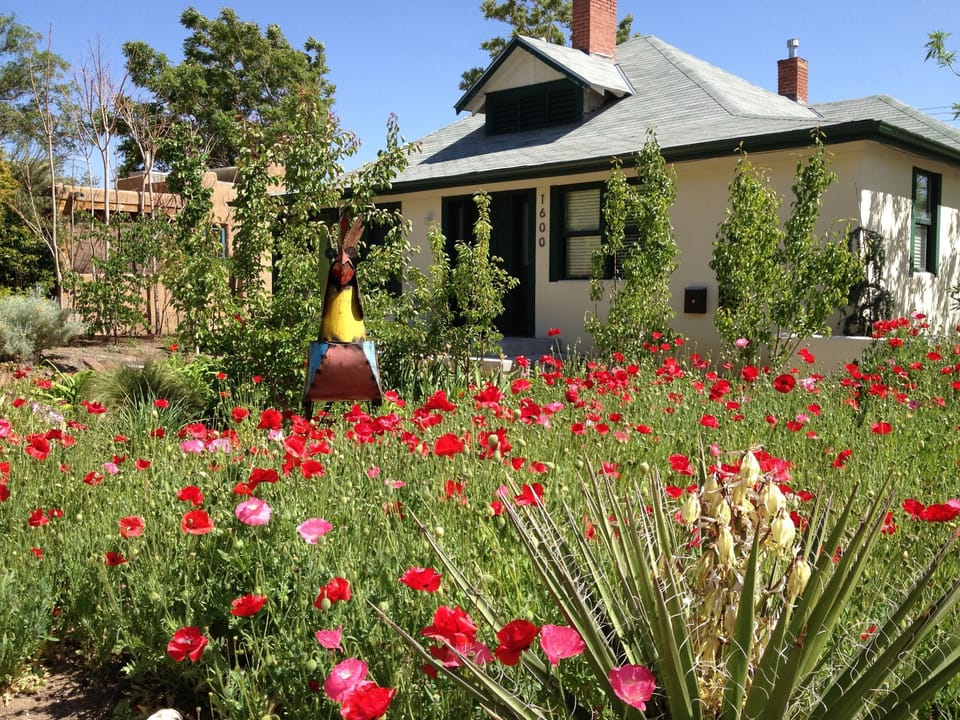 April to June field of front-yard poppies!